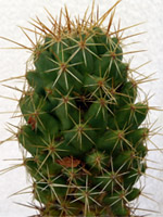 echinopsis