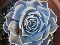 Elilacina